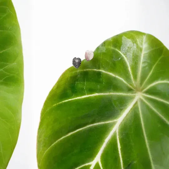 Philodendron Gloriosum Metal Stud Earrings