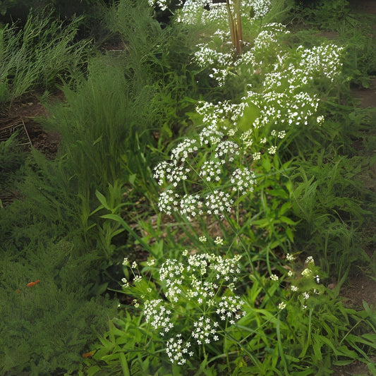 Wild Dill Seeds for Planting (50 Seeds) - Perideridia Americana - Heirloom Culinary Herb Garden Seed