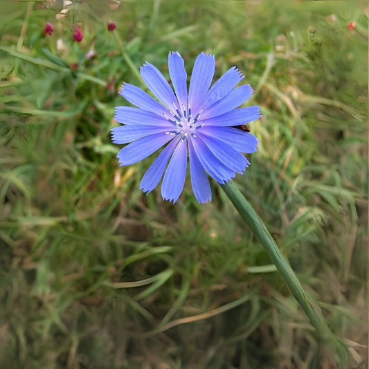 Chickroy Wildflower Seeds - 2,000 Seeds - Wildlife Food - Native Wildflower Mix for Planting