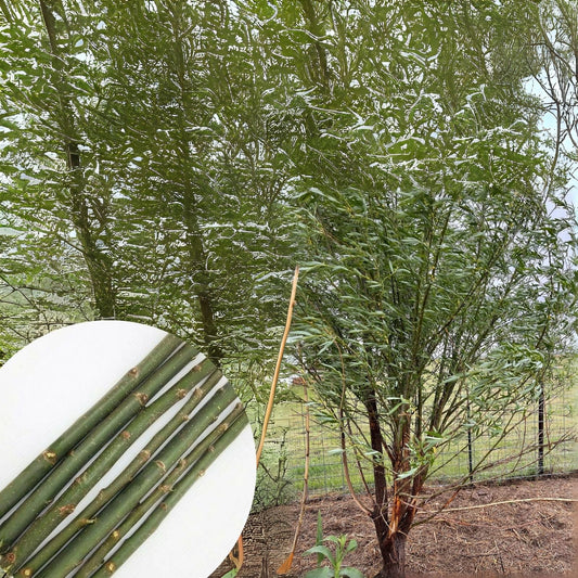 Hybrid Willow Cutting - Austree Variety - Salix - Fast Growth with Instructions