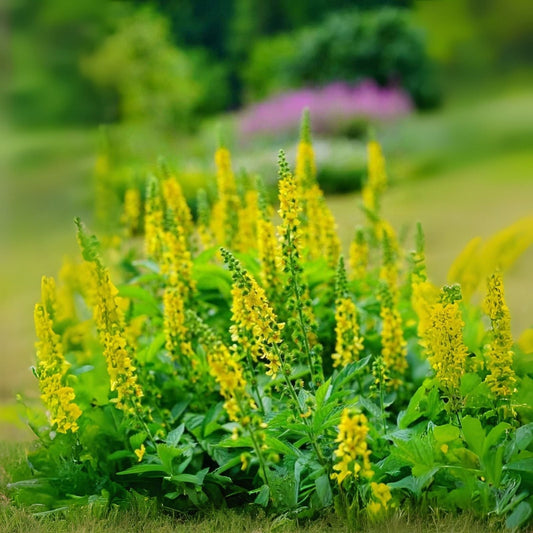 Wildflower Seeds for Planting - Church Steeples (100 Seeds) - Agrimonia eupatoria - Native Pollinator Friendly