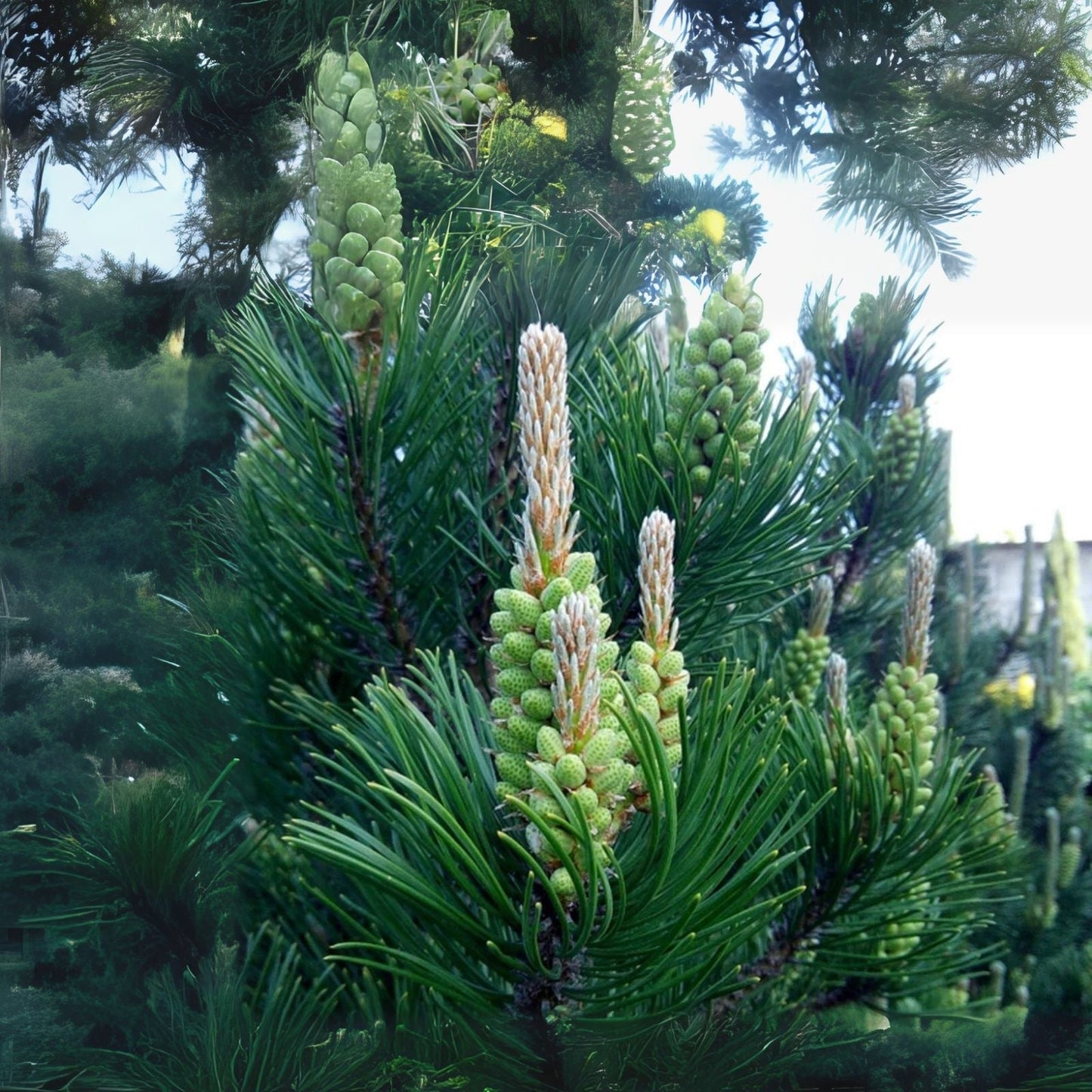 White Spruce Tree Seeds - 30 Seeds for Planting - Picea glauca - Fast-Growing Evergreen Seedlings for Home Garden
