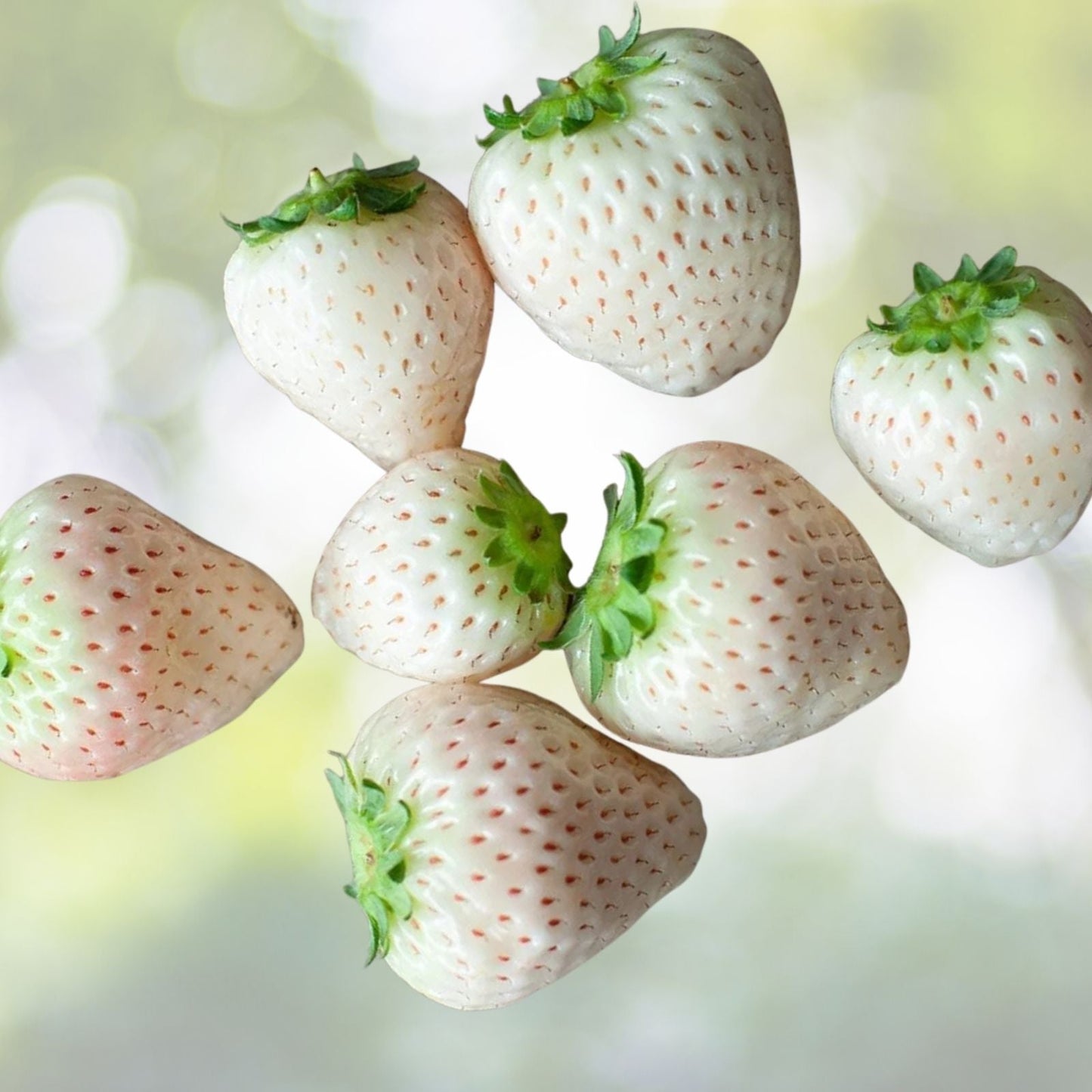 White Strawberry Seeds - 200+ Pineberry Seeds - Fragaria × ananassa - Grown in USA, Ships Fast