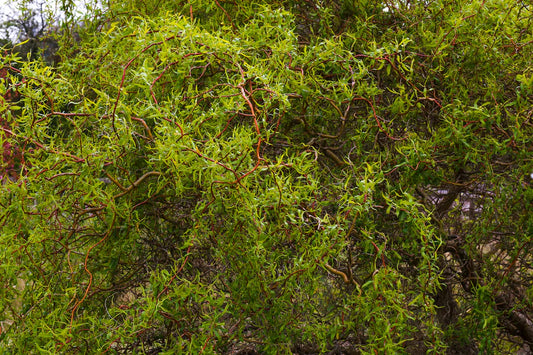 Corkscrew Willow Tree 1–2 ft Tall | Bare Root Live Tree | Dragon’s Claw Willow | Salix matsudana 'Tortuosa' | Unique Landscape Tree