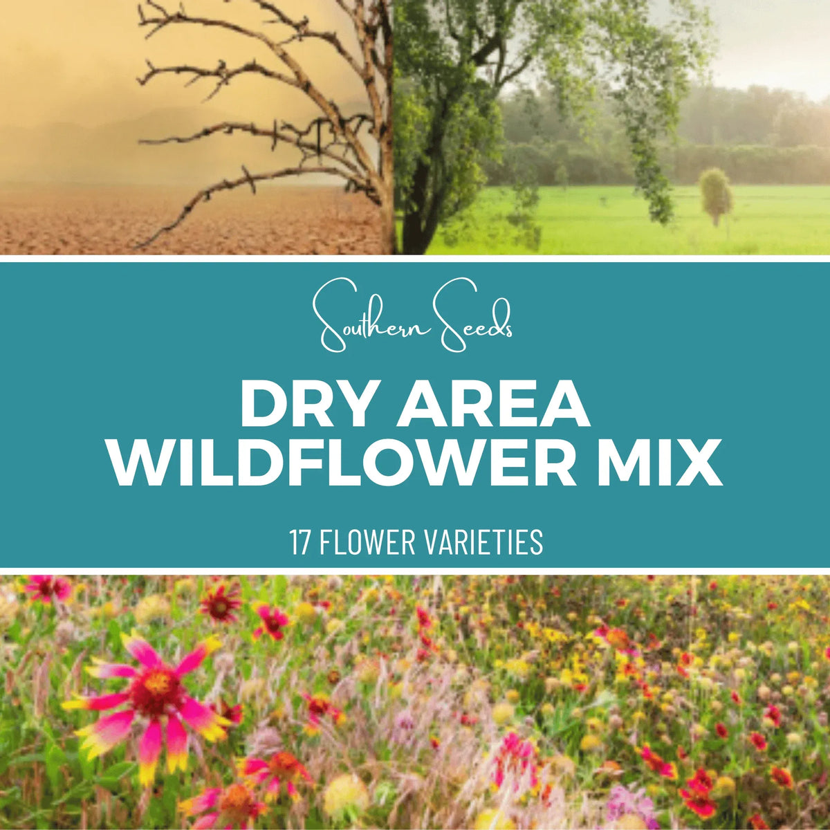 Dry Area Wildflower Seed Mix (18 Varieties) – 1,000 Seeds - Plants + Seeds, Plants + Seeds » Unsorted Plants + Seeds, All Products, Products from Southern Seeds, 🏡 Home + Garden - Little Red General Store