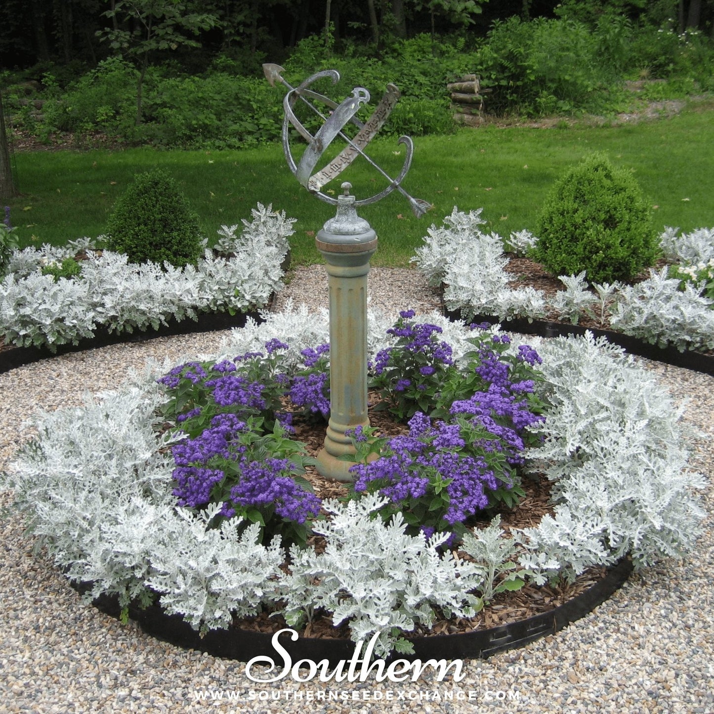 Dusty Miller Sivertown – 200 Seeds