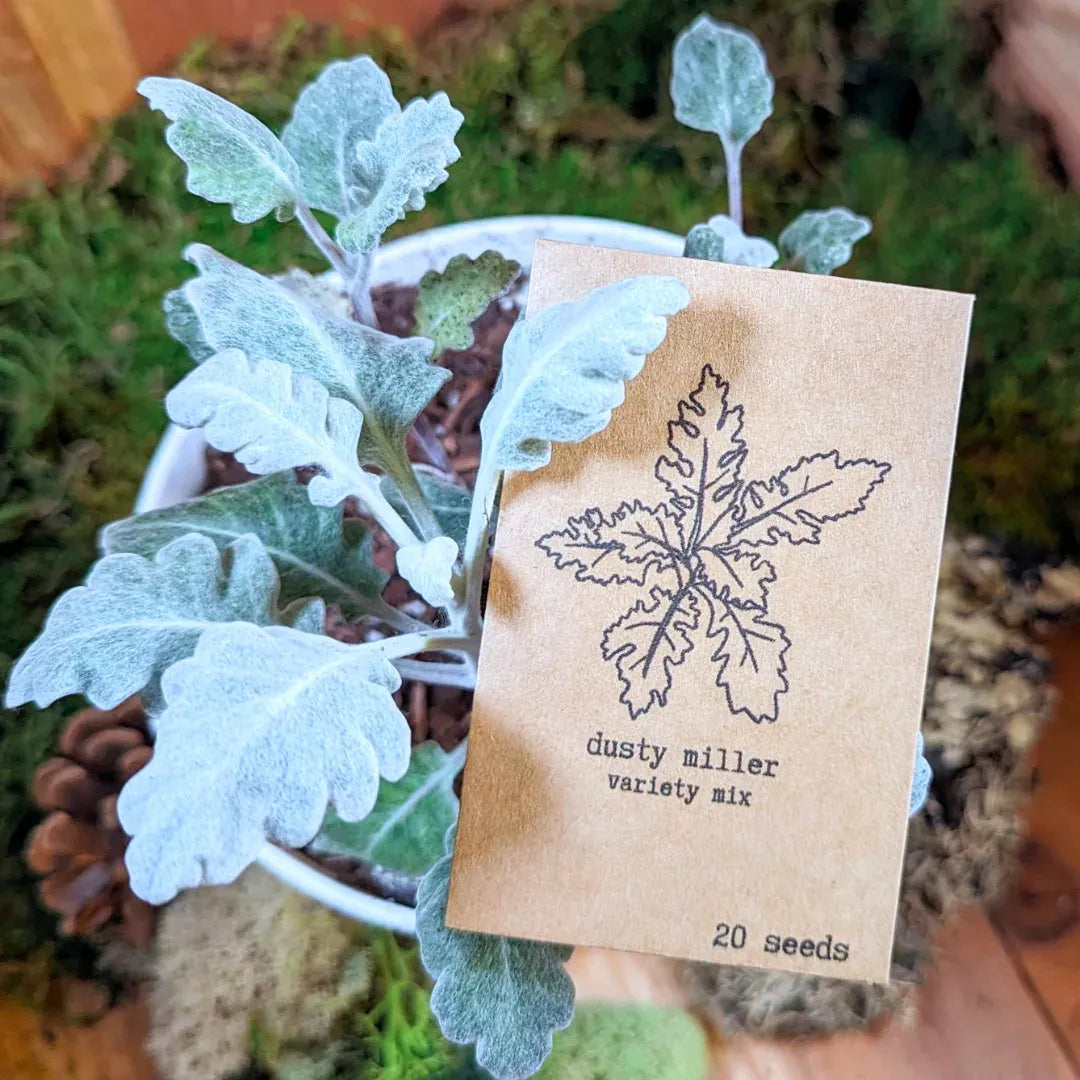 Dusty Miller Mix Seeds