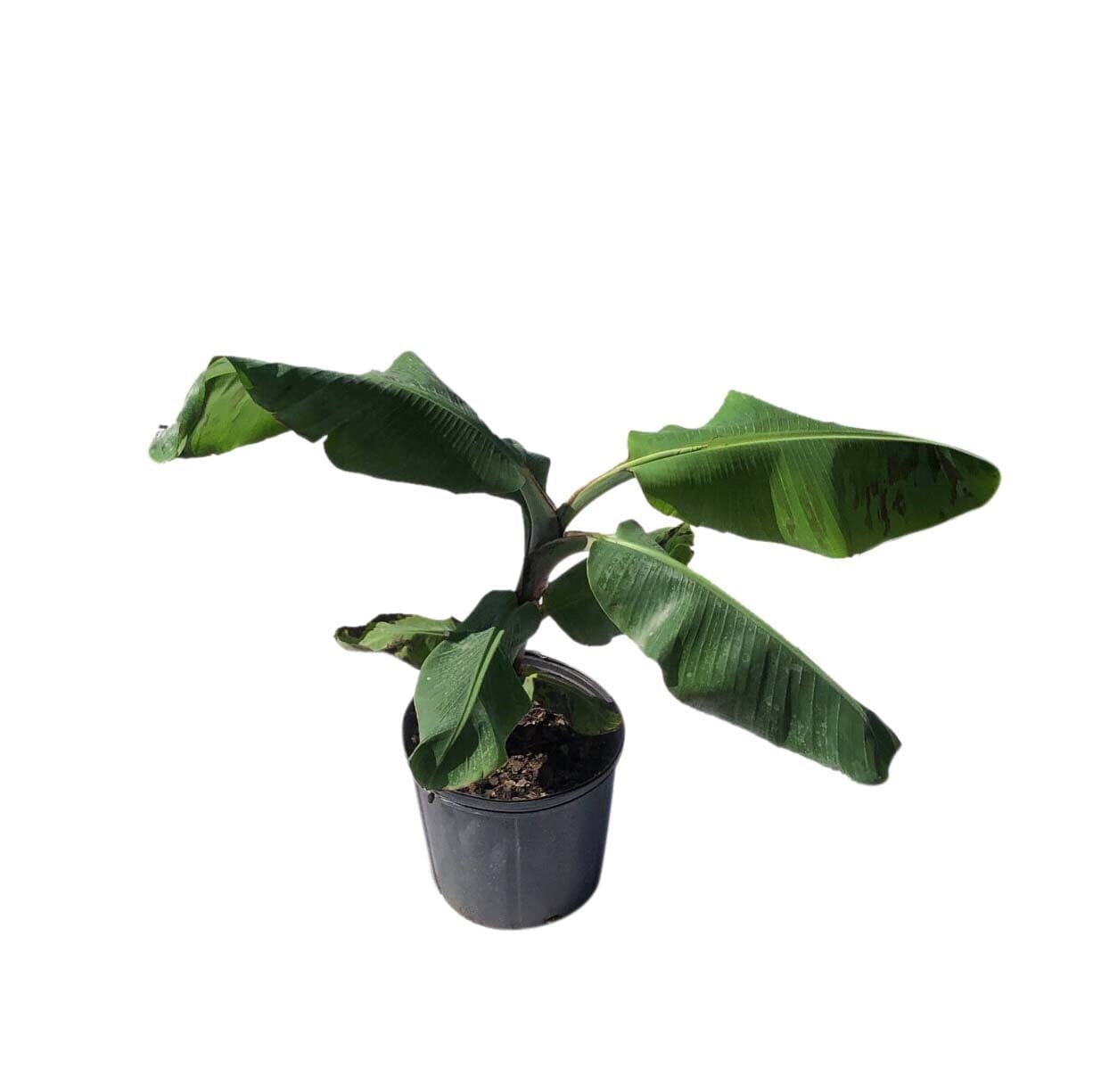 Double Mahoi Dwarf Banana Plant