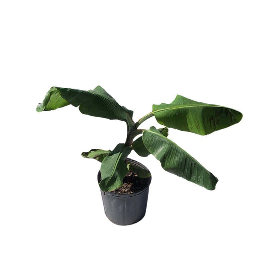 Double Mahoi Dwarf Banana Plant