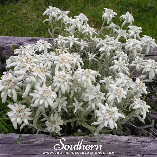 Edelweiss – 100 Seeds