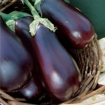 EGGPLANT Seeds, Black Beauty