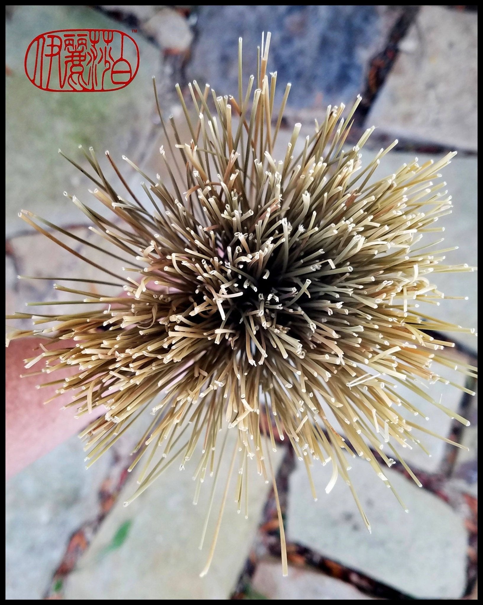 Handmade African Broom Fiber (18 Inches Long Total) Paint Brush - Elizabeth Schowachert Art - Little Red General Store