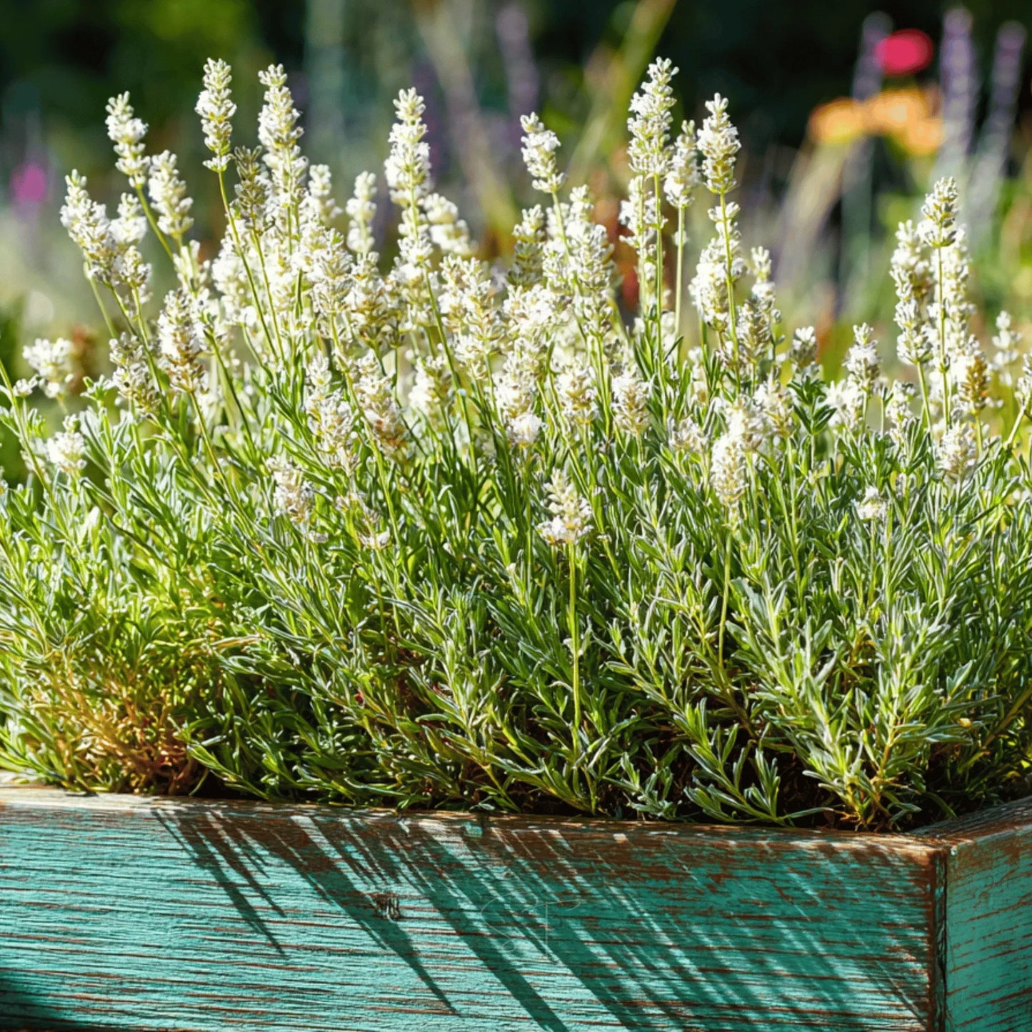 Ellagance Snow Lavender – 20 Seeds