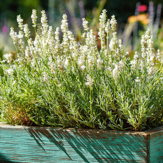 Ellagance Snow Lavender – 20 Seeds