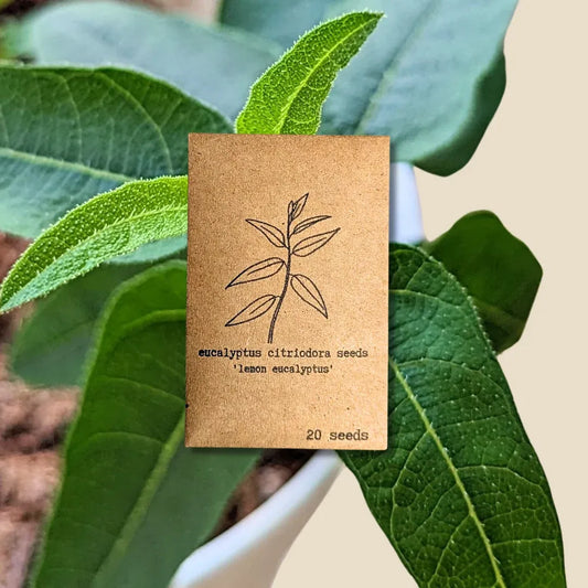 Eucalyptus Citriodora 'Lemon Eucalyptus' Seeds