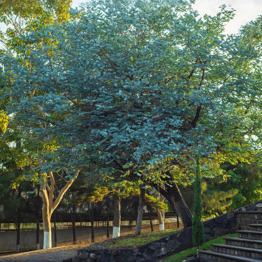 Silver Dollar Eucalyptus – 20 Seeds