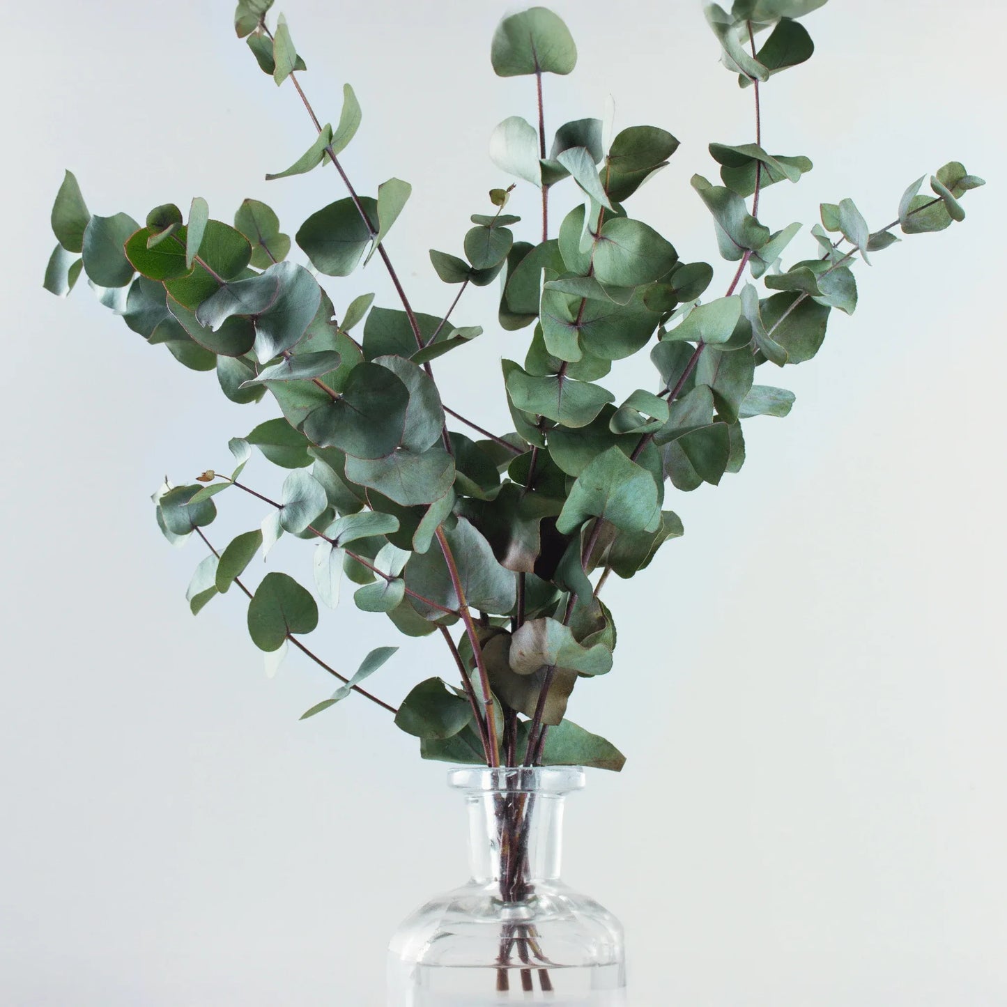 Silver Dollar Eucalyptus – 20 Seeds