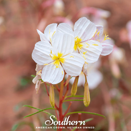 Pale Evening Primrose – 100 Seeds