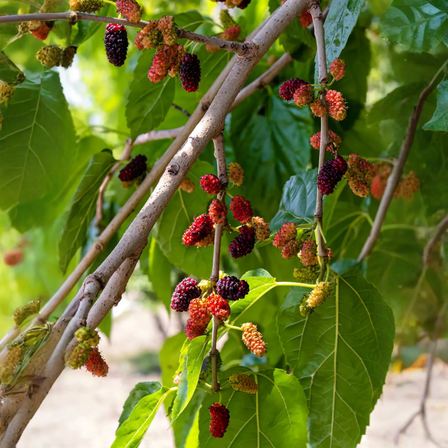 Mulberry 'Everbearing' (Morus nigra)