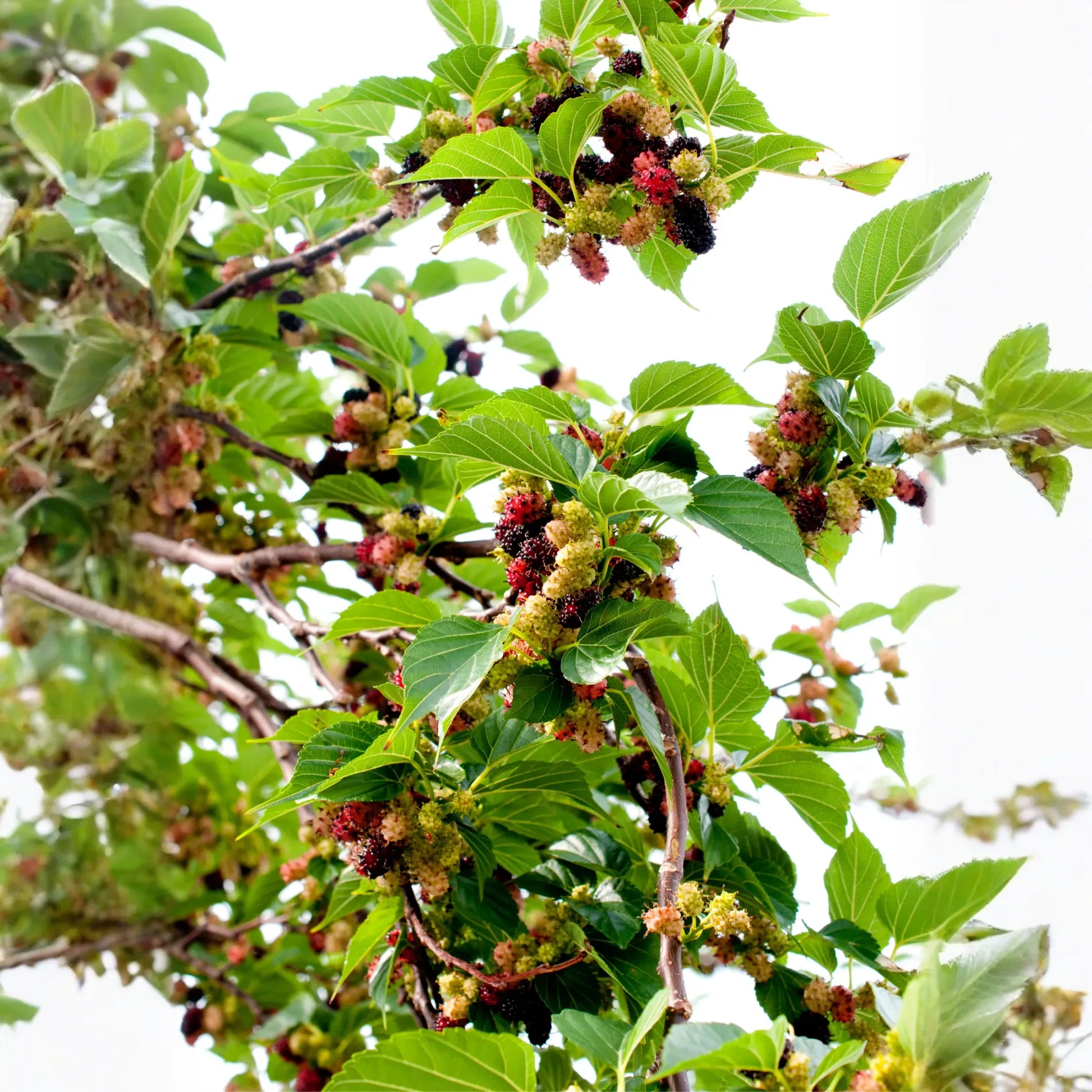 Mulberry 'Everbearing' (Morus nigra)