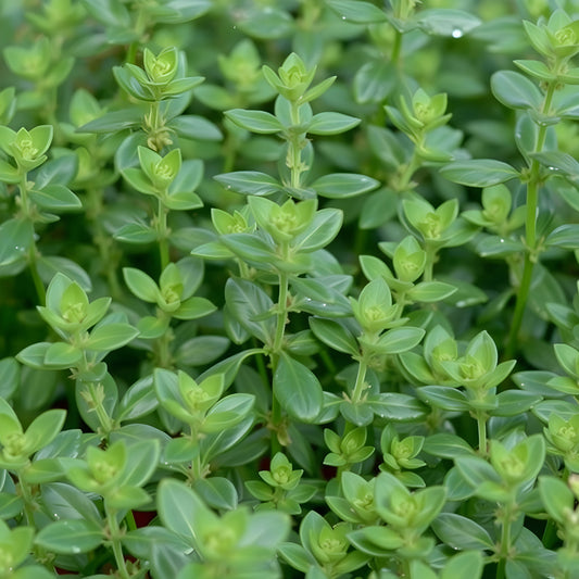 Thyme Botanical Extract Powder