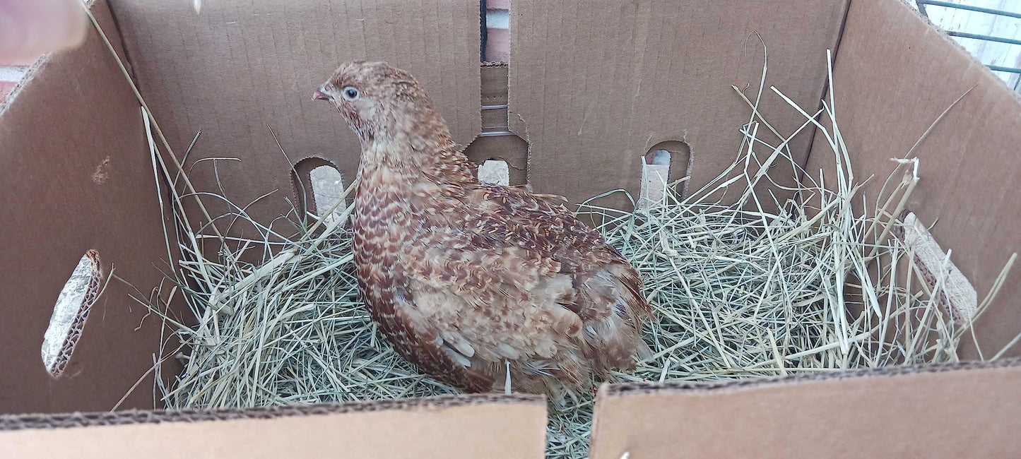 Red Range Coturnix Quail Hatching Eggs
