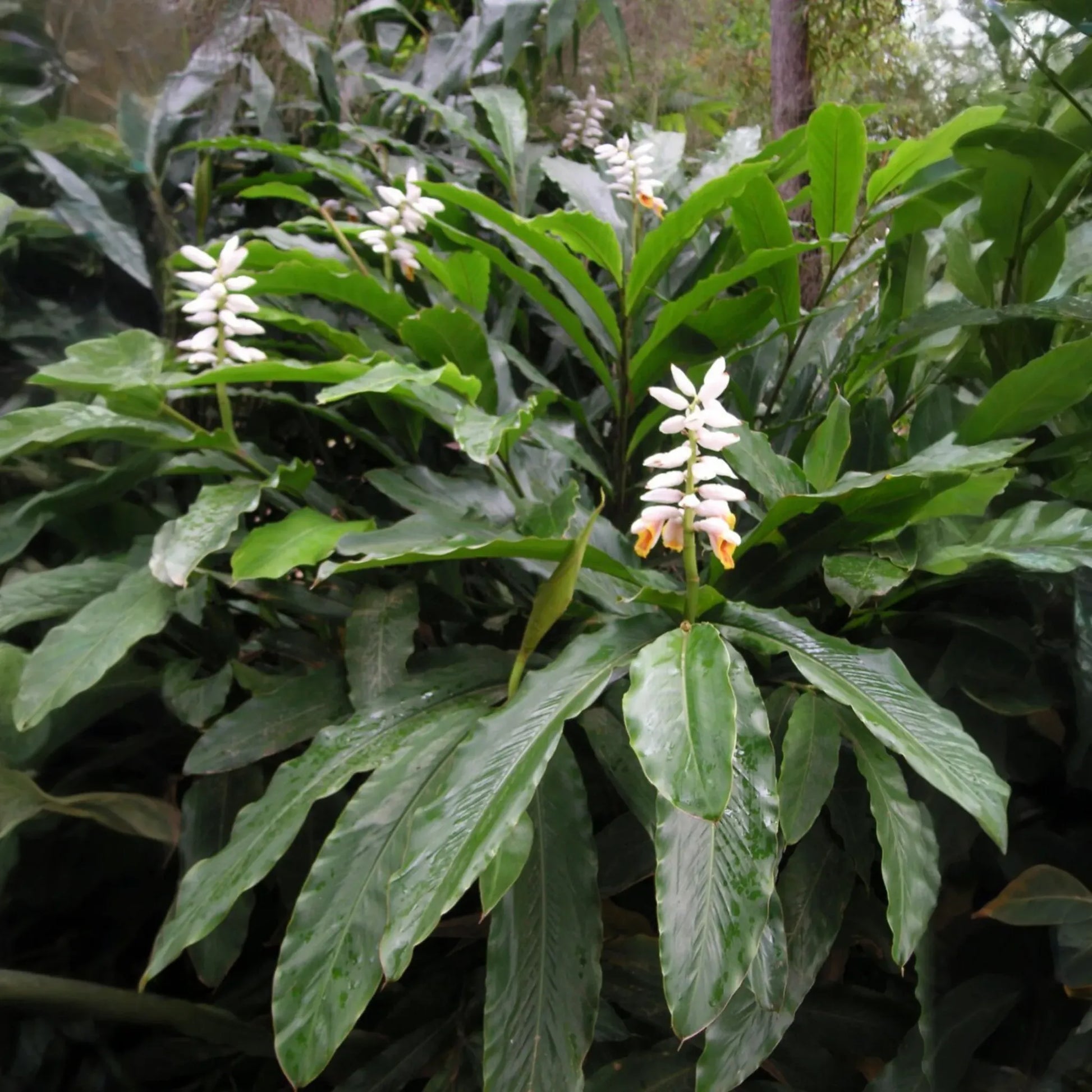 False Cardamom (Alpinia mutica)