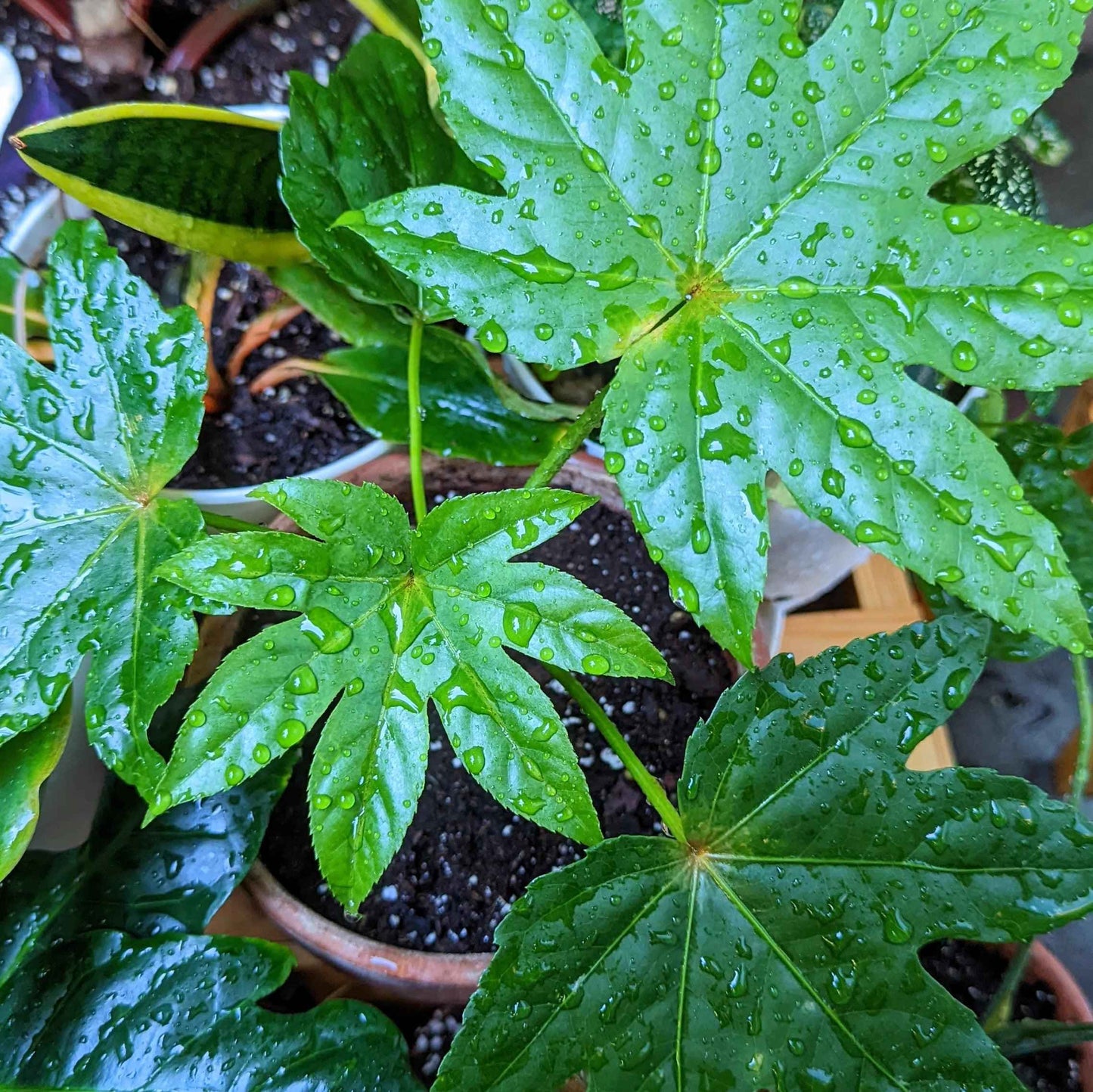 Fatsia Japonica 'Japanese Aralia' Seeds