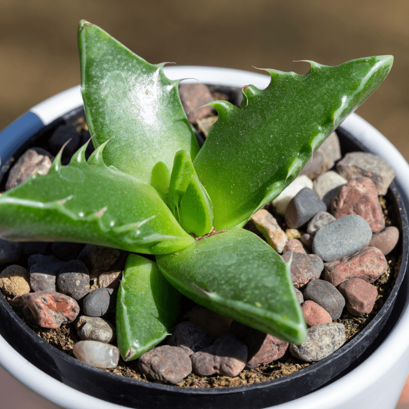 Faucaria 'Tiger's Jaws' Seed Mix