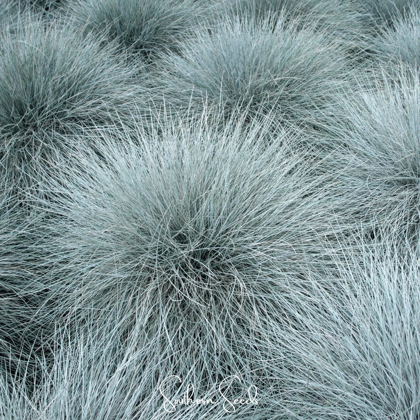 Blue Fescue – 100 Seeds