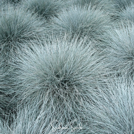 Blue Fescue – 100 Seeds