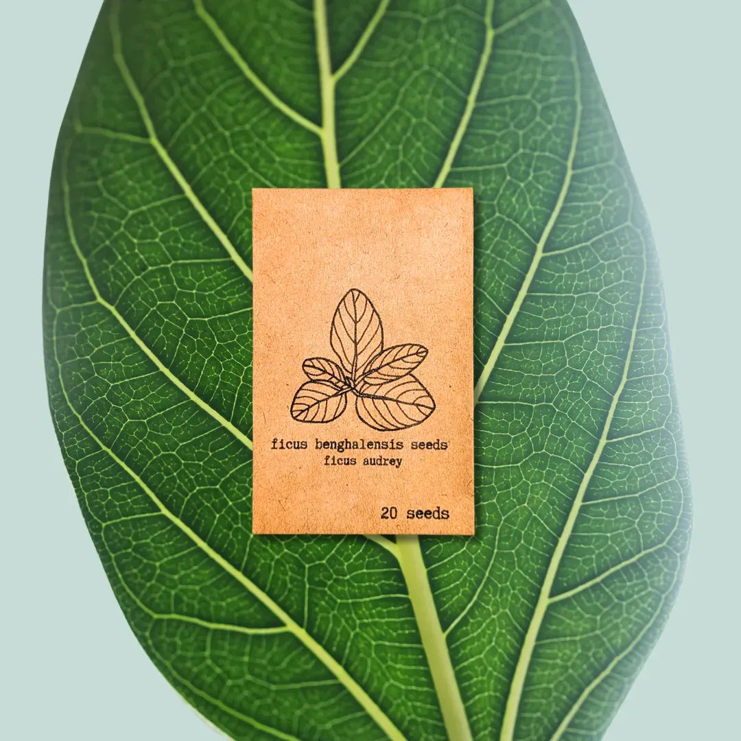 Ficus Benghalensis 'Audrey'