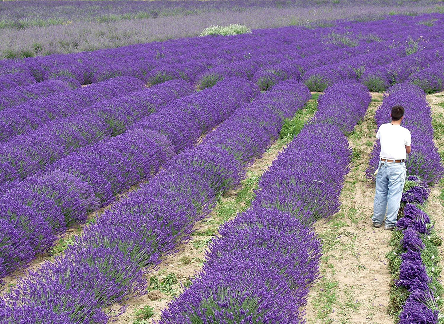 Live Munstead Lavender Plant for Garden Aromatherapy Growing