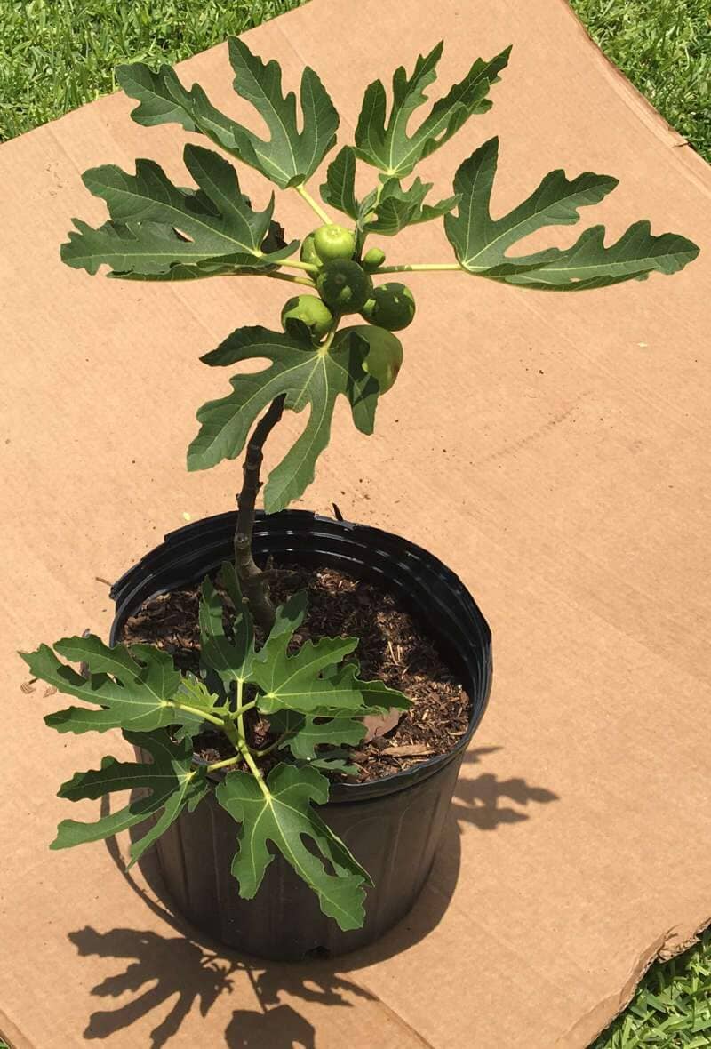 Fignomenal Fig Dwarf Tree for Small Spaces