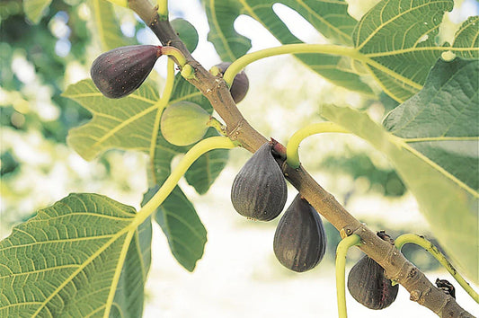 Violette de Bordeaux Fig Tree – Ficus carica – Self-Fertile Bare Root Starter Plant – Sweet Dark Fruit – Compact Dwarf Fig Variety