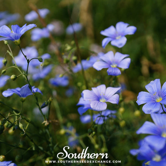 Blue Flax – 100 Seeds