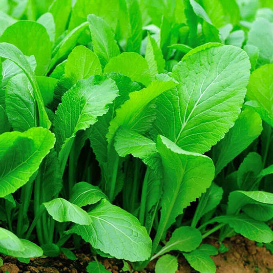 Florida Broadleaf Mustard Seeds - Fast Growing Green Vegetables Seeds - Heirloom Ci B Xanh Seed - Small GAI Choi
