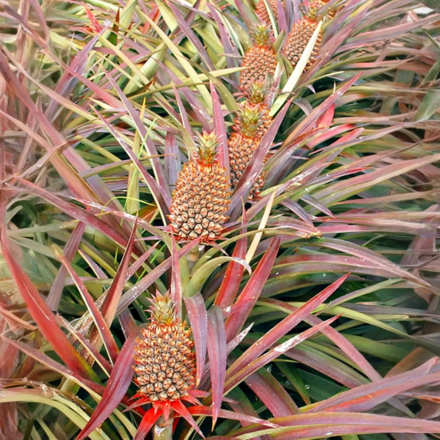 Pineapple 'Florida Special' (Ananas comosus)
