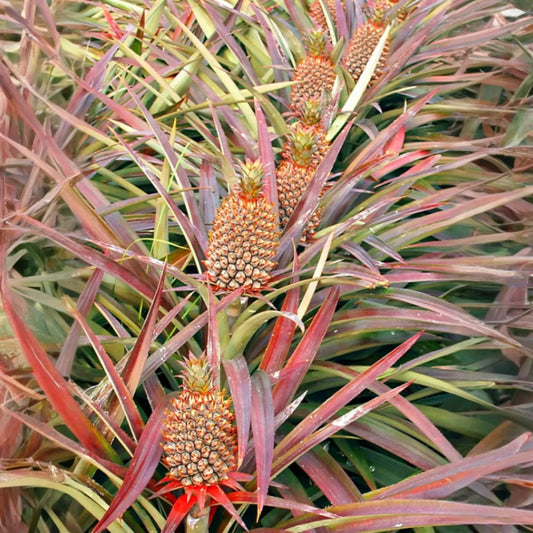 Pineapple 'Florida Special' (Ananas comosus)