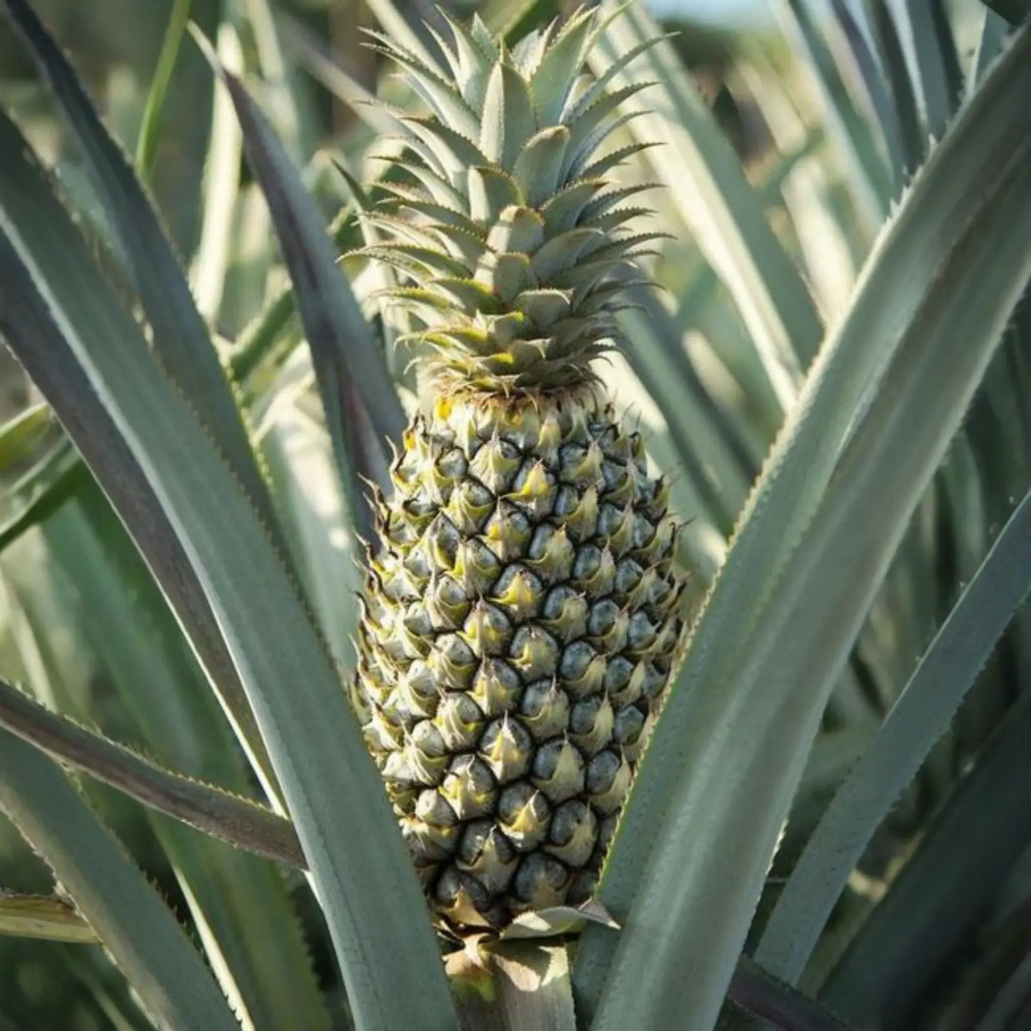 Pineapple 'Florida Special' (Ananas comosus)
