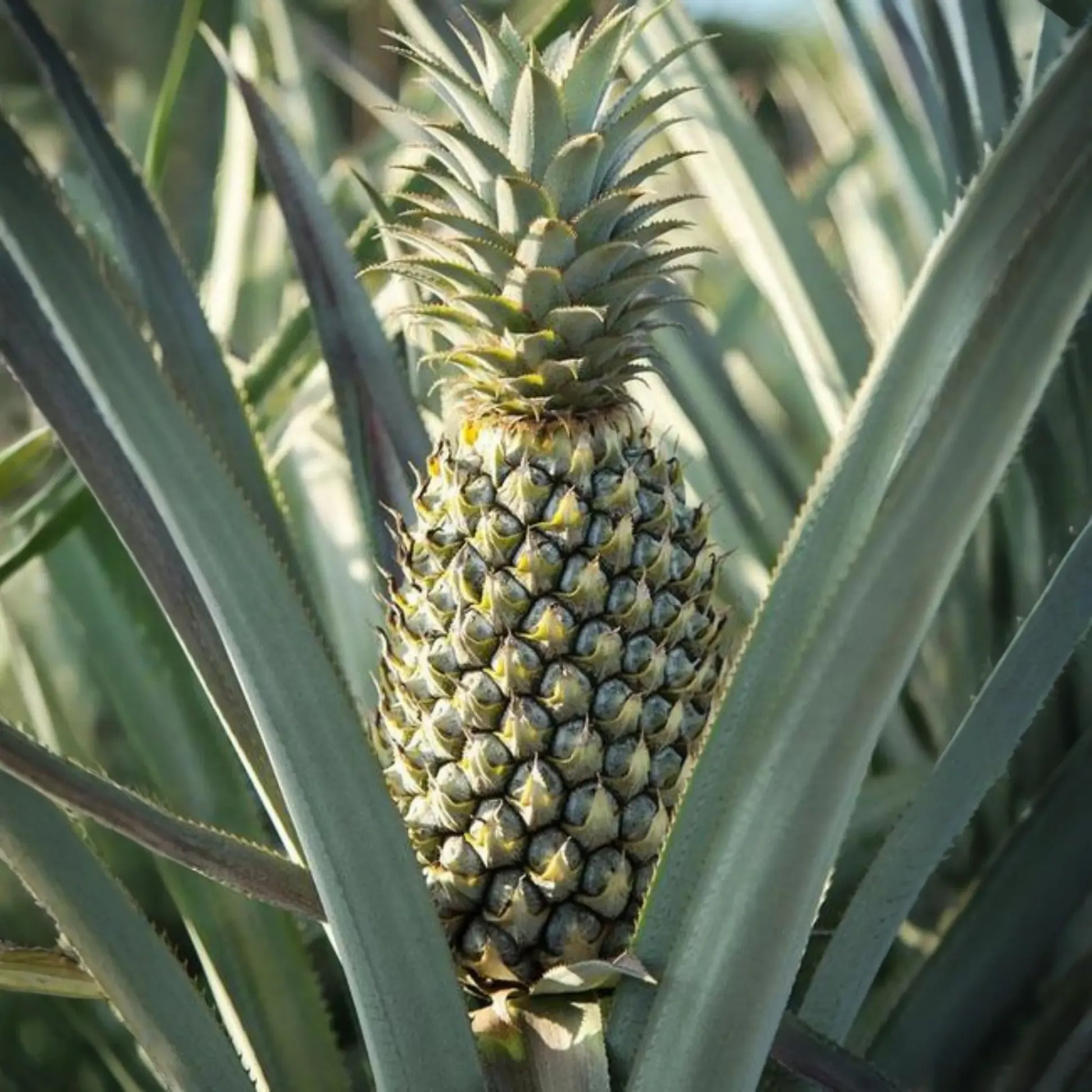 Pineapple 'Florida Special' (Ananas comosus)