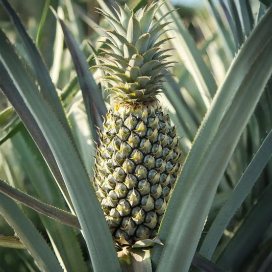 Pineapple 'Florida Special' (Ananas comosus)