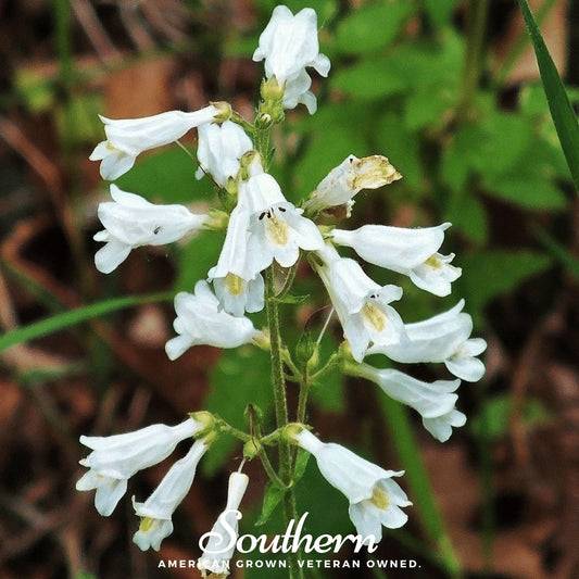 Beardtongue Foxglove – 200 Seeds