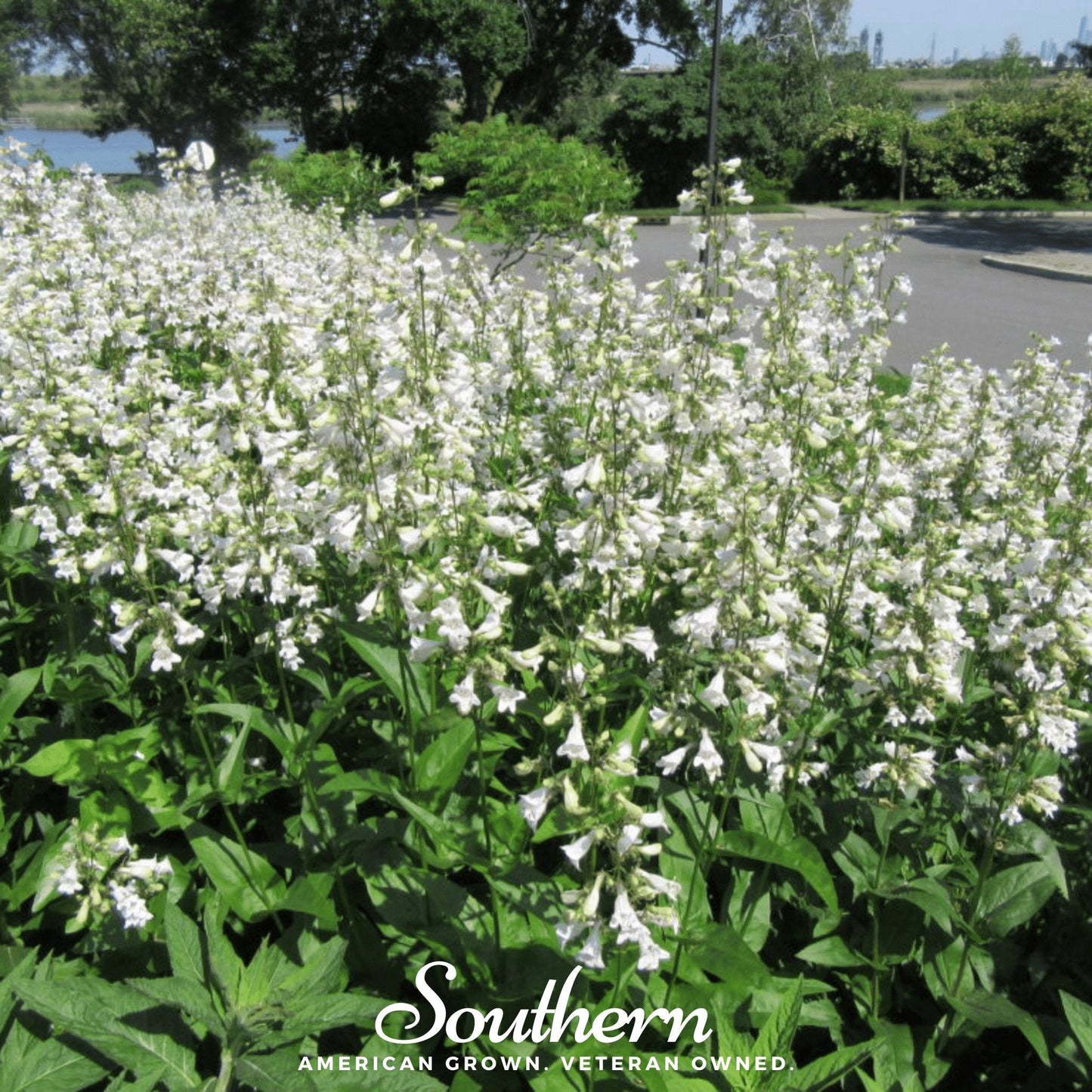 Beardtongue Foxglove – 200 Seeds
