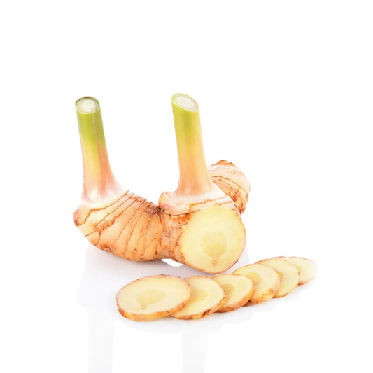 Greater Galangal (Alpinia galanga)