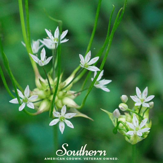 Wild Garlic – 25 Seeds