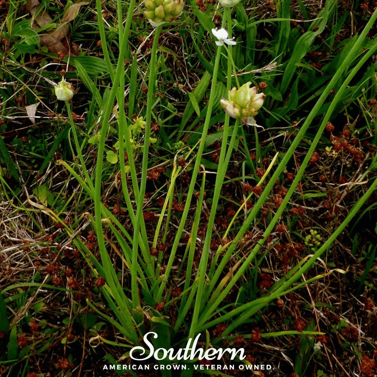 Wild Garlic – 25 Seeds