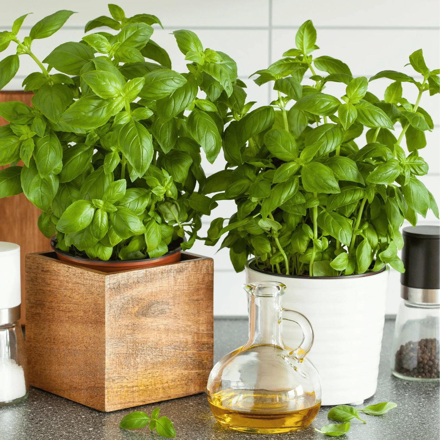 Genovese Basil – 250 Seeds