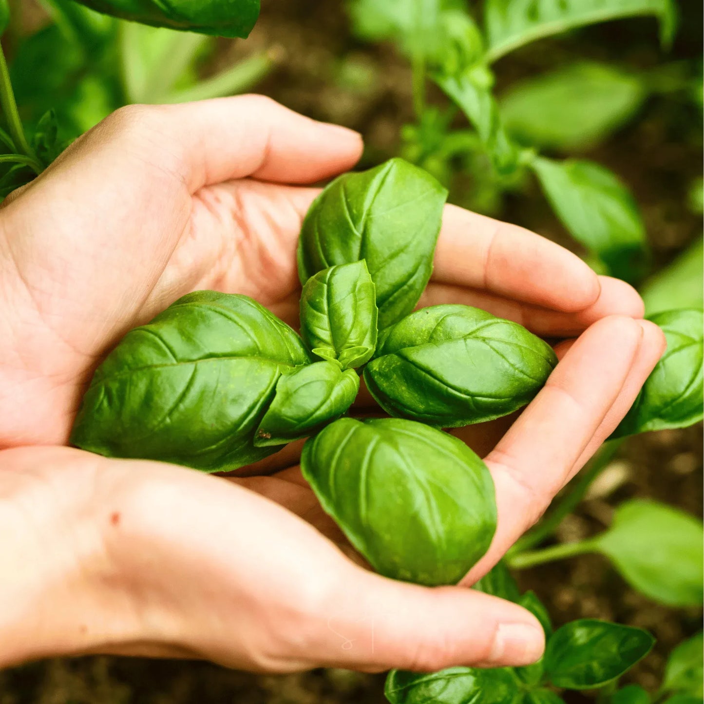 Genovese Basil – 250 Seeds