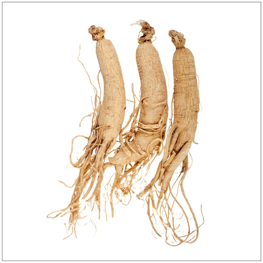 Ginseng Root